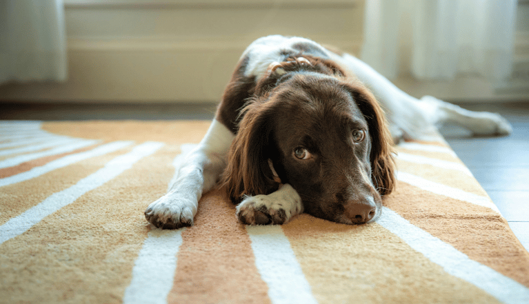 Dog lying down on carpet