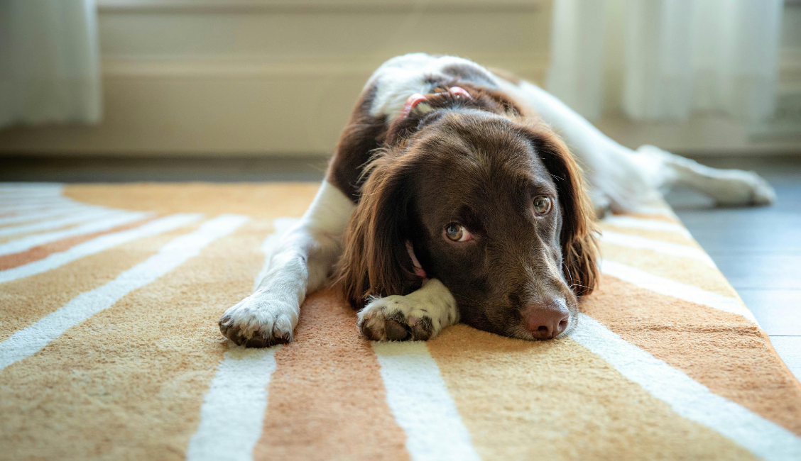 Dog Bite Protection for Owners and Property Managers